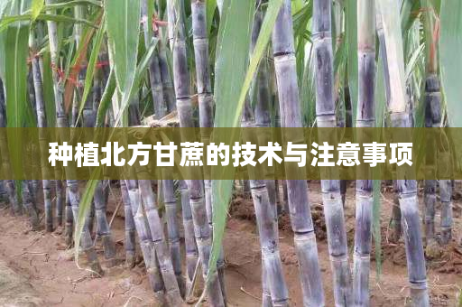 种植北方甘蔗的技术与注意事项 种植北方甘蔗的技术与注意事项