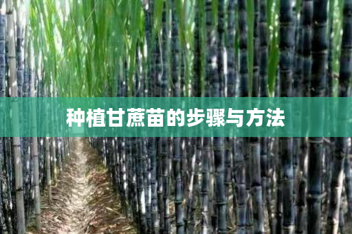 种植甘蔗苗的步骤与方法 种植甘蔗苗的步骤与方法