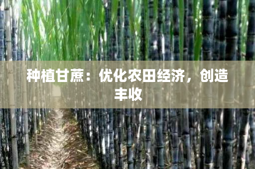 种植甘蔗:优化农田经济,创造丰收 种植甘蔗:优化农田经济,创造丰收