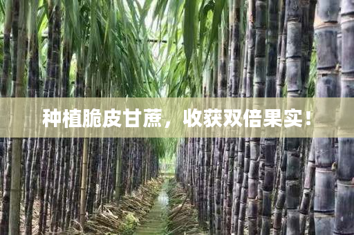 种植脆皮甘蔗,收获双倍果实! 种植脆皮甘蔗,收获双倍果实!