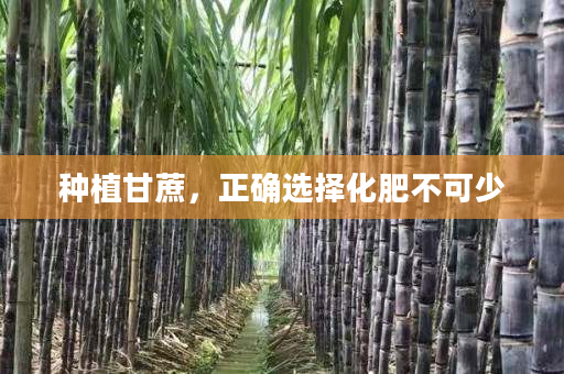 种植甘蔗，正确选择化肥不可少