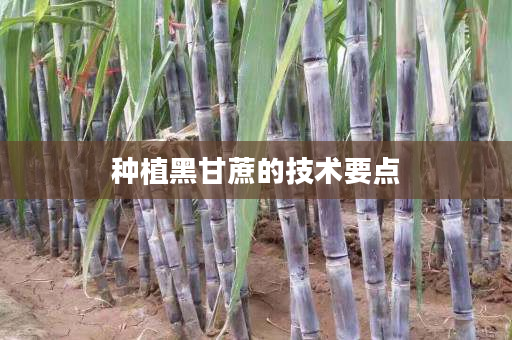 种植黑甘蔗的技术要点 种植黑甘蔗的技术要点