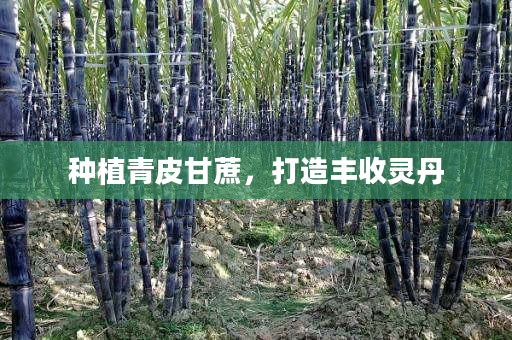 种植青皮甘蔗,打造丰收灵丹 种植青皮甘蔗,打造丰收灵丹