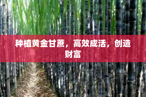 种植黄金甘蔗,高效成活,创造财富 种植黄金甘蔗,高效成活,创造财富