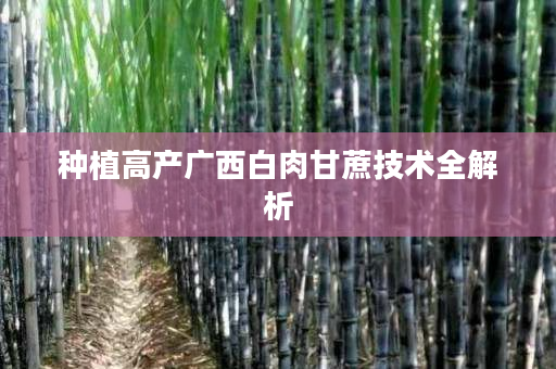 种植高产广西白肉甘蔗技术全解析