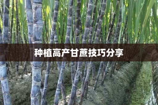 种植高产甘蔗技巧分享