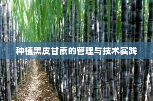 种植黑皮甘蔗的管理与技术实践 种植黑皮甘蔗的管理与技术实践