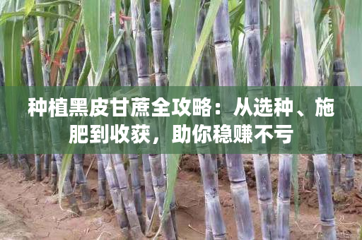 种植黑皮甘蔗全攻略：从选种、施肥到收获，助你稳赚不亏