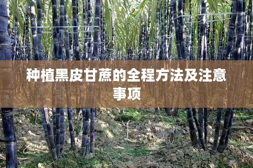 种植黑皮甘蔗的全程方法及注意事项 种植黑皮甘蔗的全程方法及注意事项