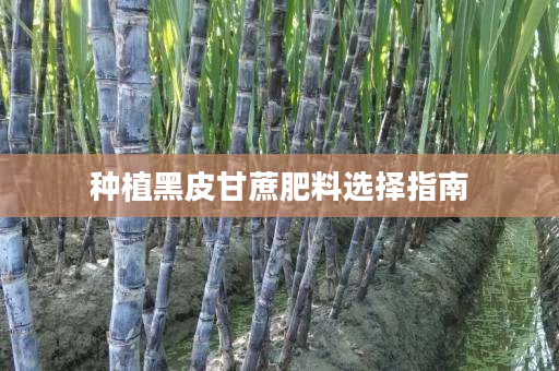 种植黑皮甘蔗肥料选择指南