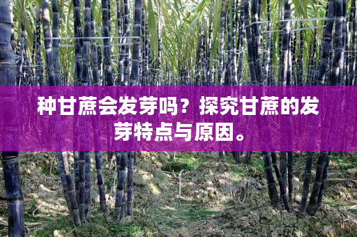 种甘蔗会发芽吗?探究甘蔗的发芽特点与原因。 种甘蔗会发芽吗?探究甘蔗的发芽特点与原因。