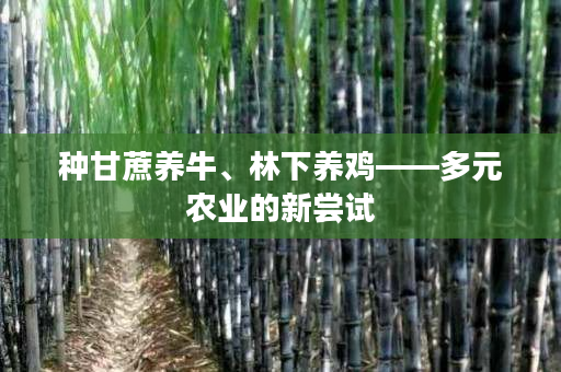 种甘蔗养牛、林下养鸡——多元农业的新尝试 种甘蔗养牛、林下养鸡——多元农业的新尝试