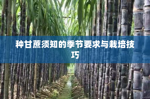 种甘蔗须知的季节要求与栽培技巧 种甘蔗须知的季节要求与栽培技巧