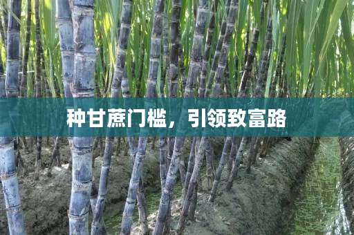 种甘蔗门槛,引领致富路 种甘蔗门槛,引领致富路