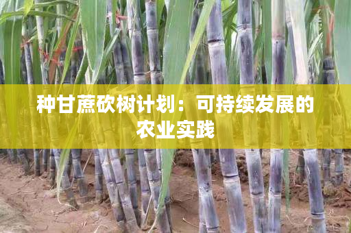 种甘蔗砍树计划：可持续发展的农业实践