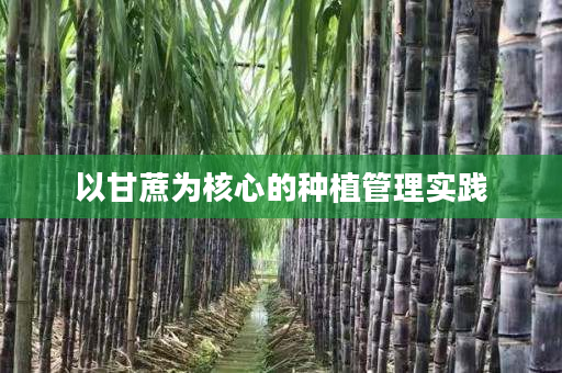 以甘蔗为核心的种植管理实践 以甘蔗为核心的种植管理实践