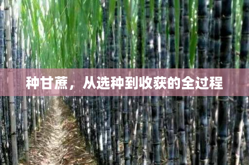 种甘蔗,从选种到收获的全过程 种甘蔗,从选种到收获的全过程