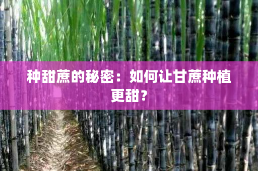 种甜蔗的秘密：如何让甘蔗种植更甜？