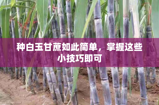 种白玉甘蔗如此简单,掌握这些小技巧即可 种白玉甘蔗如此简单,掌握这些小技巧即可