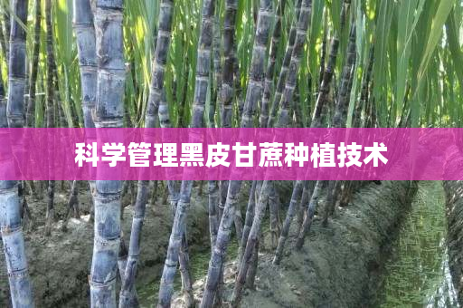 科学管理黑皮甘蔗种植技术 科学管理黑皮甘蔗种植技术