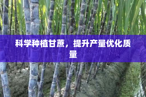 科学种植甘蔗,提升产量优化质量 科学种植甘蔗,提升产量优化质量