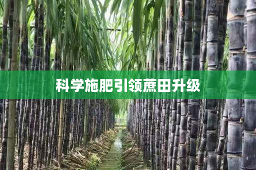 科学施肥引领蔗田升级 科学施肥引领蔗田升级