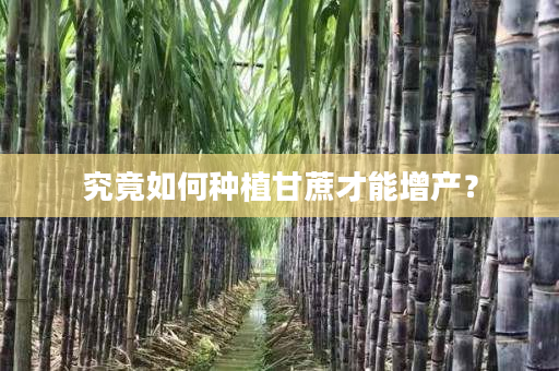 究竟如何种植甘蔗才能增产? 究竟如何种植甘蔗才能增产?