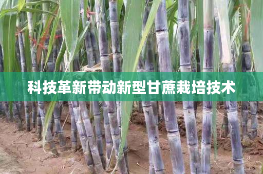 科技革新带动新型甘蔗栽培技术 科技革新带动新型甘蔗栽培技术