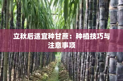 立秋后适宜种甘蔗:种植技巧与注意事项 立秋后适宜种甘蔗:种植技巧与注意事项