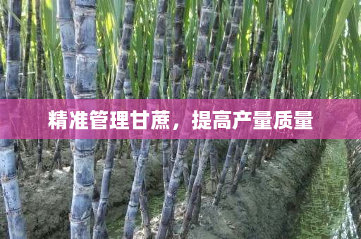 精准管理甘蔗,提高产量质量 精准管理甘蔗,提高产量质量