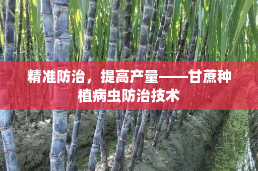 精准防治,提高产量——甘蔗种植病虫防治技术 精准防治,提高产量——甘蔗种植病虫防治技术