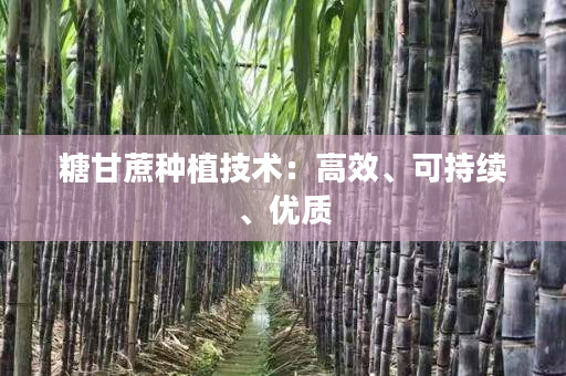 糖甘蔗种植技术:高效、可持续、优质 糖甘蔗种植技术:高效、可持续、优质