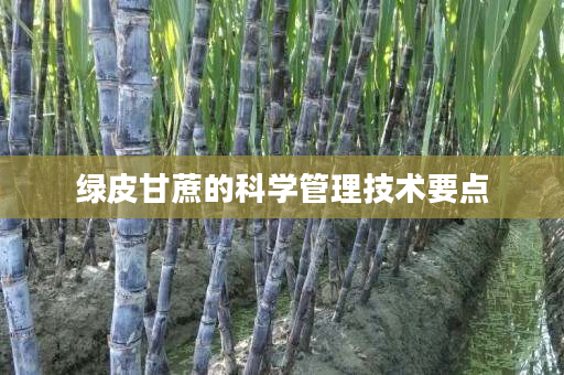绿皮甘蔗的科学管理技术要点 绿皮甘蔗的科学管理技术要点