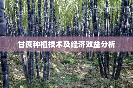 甘蔗种植技术及经济效益分析 甘蔗种植技术及经济效益分析