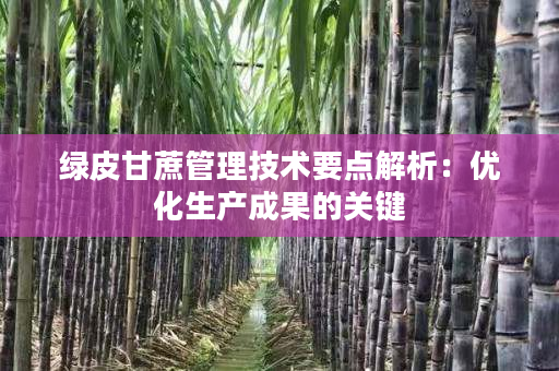 绿皮甘蔗管理技术要点解析:优化生产成果的关键 绿皮甘蔗管理技术要点解析:优化生产成果的关键