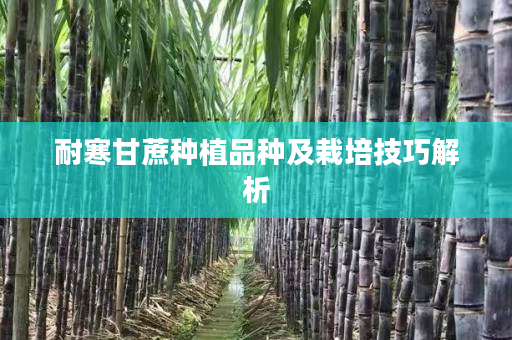 耐寒甘蔗种植品种及栽培技巧解析 耐寒甘蔗种植品种及栽培技巧解析