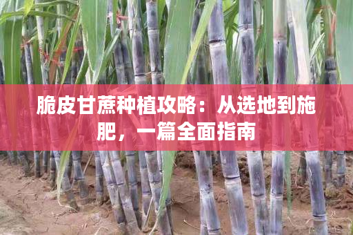 脆皮甘蔗种植攻略:从选地到施肥,一篇全面指南 脆皮甘蔗种植攻略:从选地到施肥,一篇全面指南