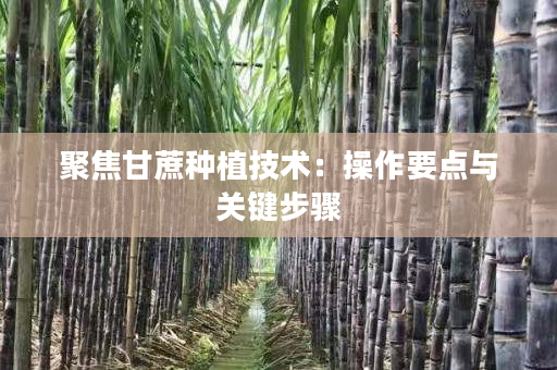 聚焦甘蔗种植技术:操作要点与关键步骤 聚焦甘蔗种植技术:操作要点与关键步骤