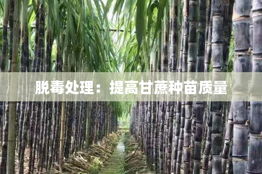 脱毒处理:提高甘蔗种苗质量 脱毒处理:提高甘蔗种苗质量