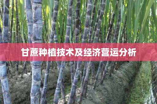 甘蔗种植技术及经济营运分析 甘蔗种植技术及经济营运分析