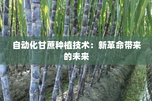 自动化甘蔗种植技术:新革命带来的未来 自动化甘蔗种植技术:新革命带来的未来