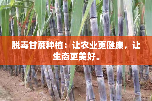 脱毒甘蔗种植:让农业更健康,让生态更美好。 脱毒甘蔗种植:让农业更健康,让生态更美好。