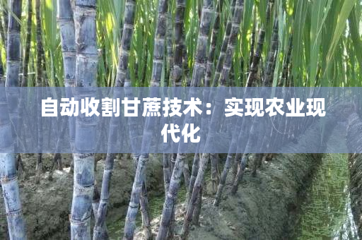 自动收割甘蔗技术:实现农业现代化 自动收割甘蔗技术:实现农业现代化
