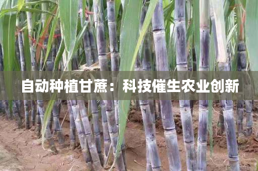 自动种植甘蔗：科技催生农业创新