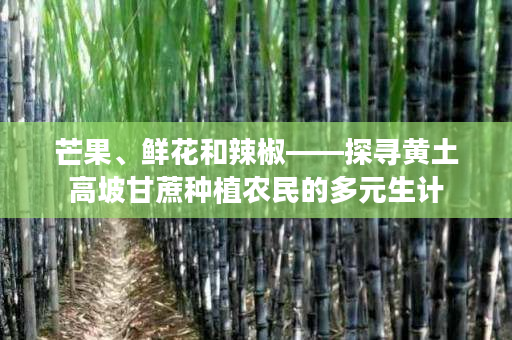 芒果、鲜花和辣椒——探寻黄土高坡甘蔗种植农民的多元生计 芒果、鲜花和辣椒——探寻黄土高坡甘蔗种植农民的多元生计