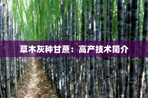 草木灰种甘蔗:高产技术简介 草木灰种甘蔗:高产技术简介