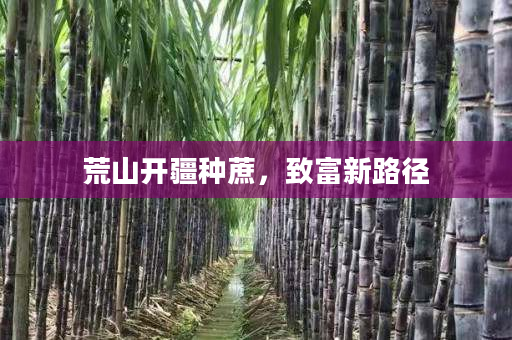 荒山开疆种蔗,致富新路径 荒山开疆种蔗,致富新路径