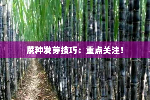 蔗种发芽技巧:重点关注! 蔗种发芽技巧:重点关注!