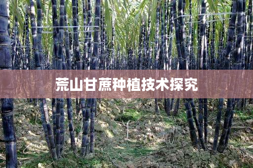 荒山甘蔗种植技术探究 荒山甘蔗种植技术探究