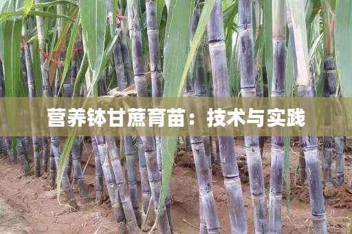 营养钵甘蔗育苗:技术与实践 营养钵甘蔗育苗:技术与实践